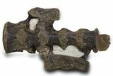 Hadrosaur (Hypacrosaurus) Sacrum with Metal Stand - Montana #335945-3